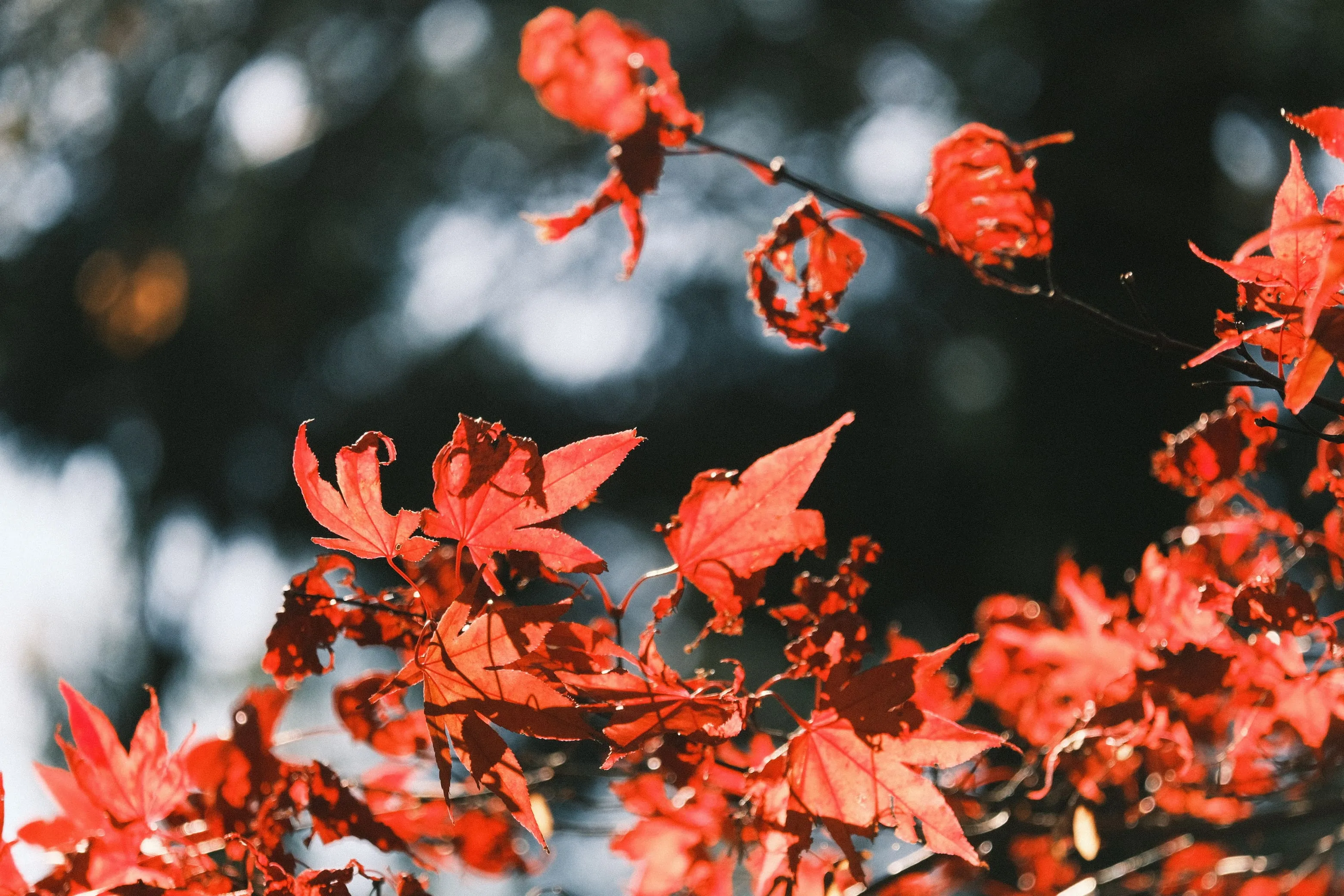 Cover Image of the Post