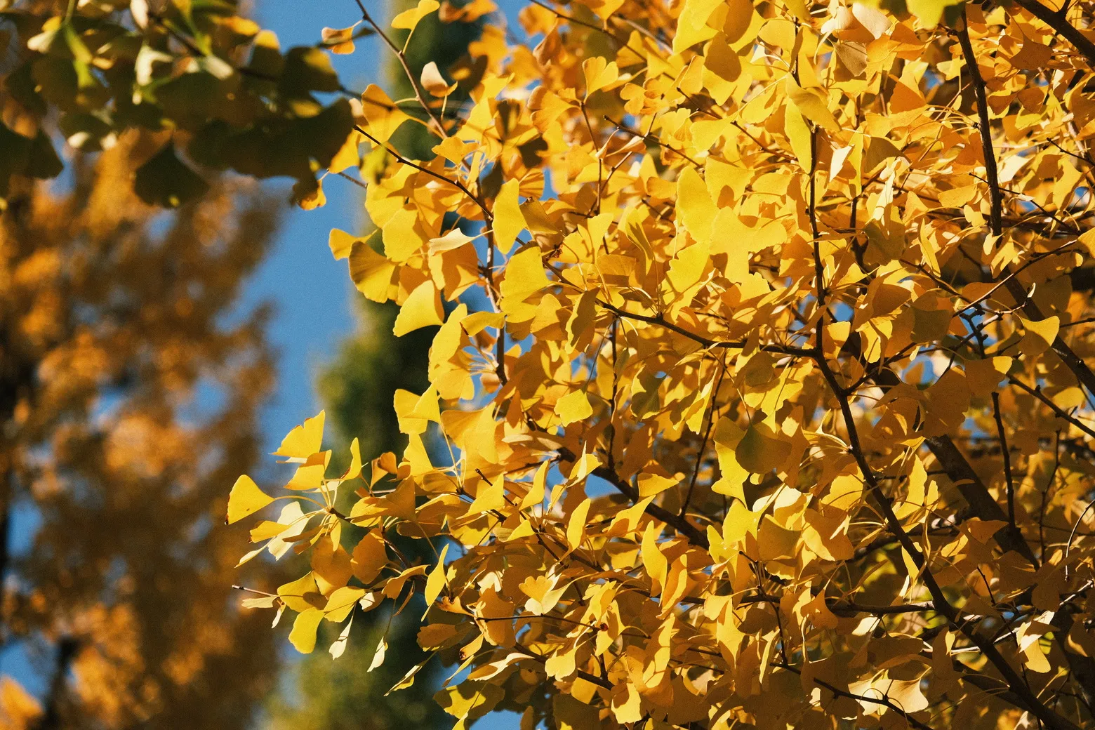 Cover Image of the Post